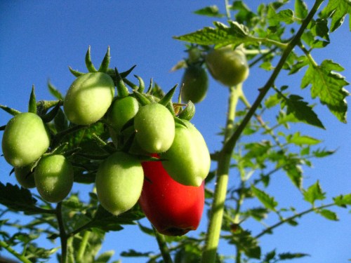 Sweet, Sweet Tomatoes