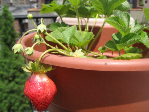 First Strawberry of the Season!