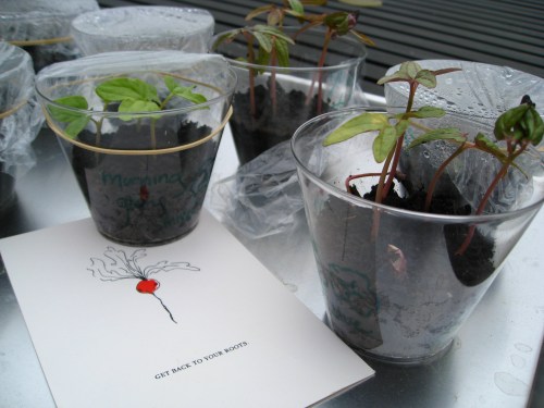 Get Back to Your Roots