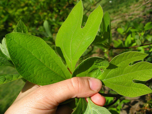 Sassafras Leaf Trio Sassafras Leaf Trio