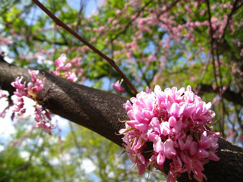 Red Bud Tree Red Bud Tree