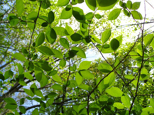 Spice Bush Spice Bush