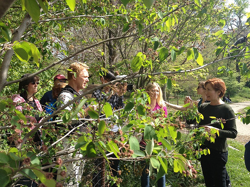 Leda Meredith's Foraging Tour in Prospect Park Leda Meredith's Foraging Tour in Prospect Park