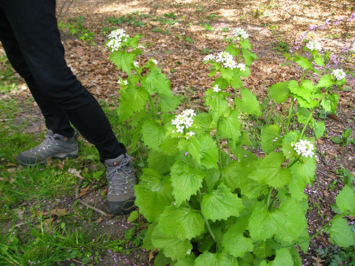Garlic Mustard Garlic Mustard