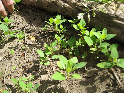 Lamb's Quarters Lamb's Quarters