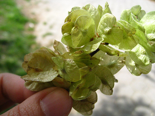 Samora Elm Samora Elm