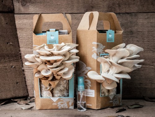 Grow Your Own Oyster Mushrooms Grow Your Own Oyster Mushrooms