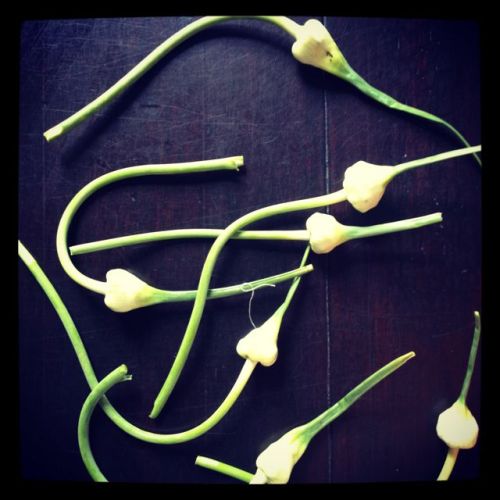 Even happier with some fresh garlic scapes